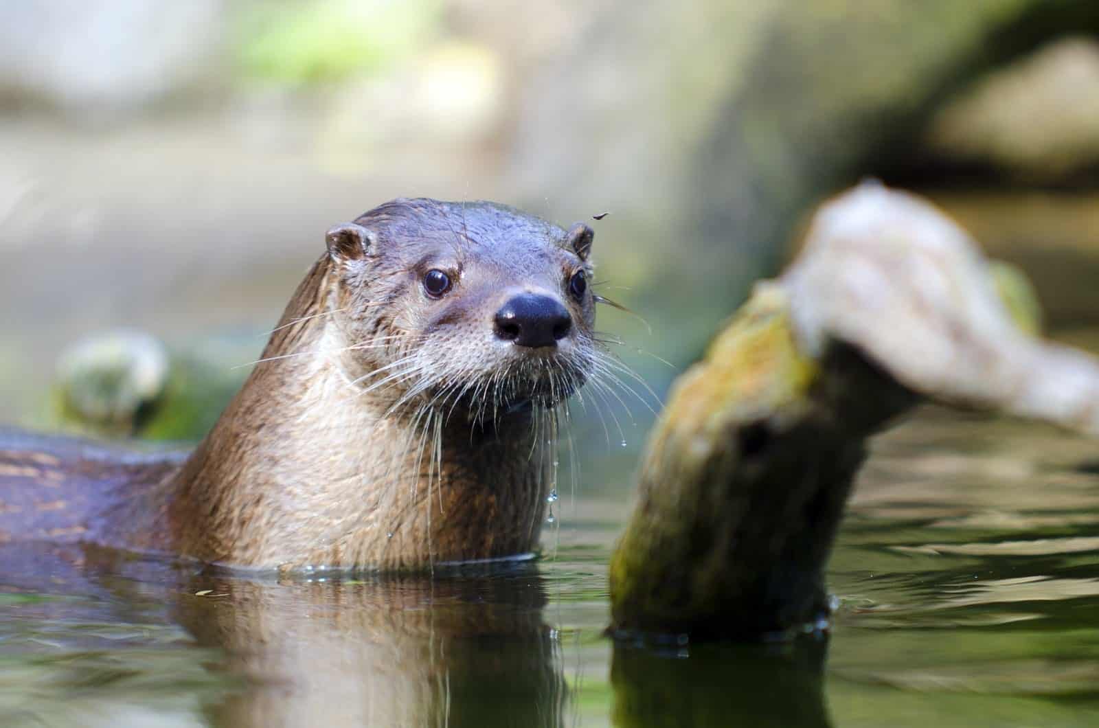 River Otter | North Shore Animals - Poplar River Condos at Lutsen