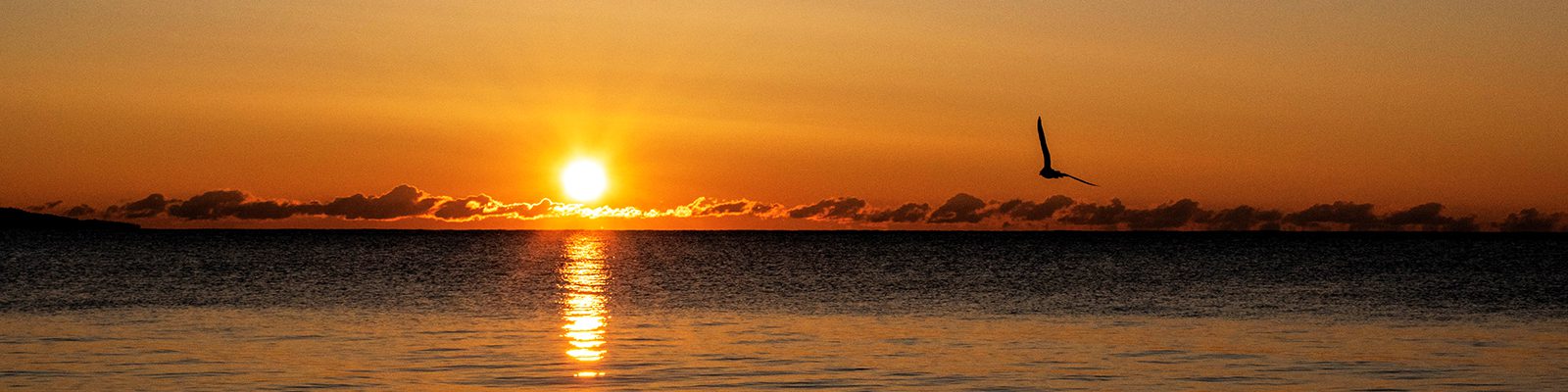 Seagull Over Lake Superior Lake Superior Sunrise